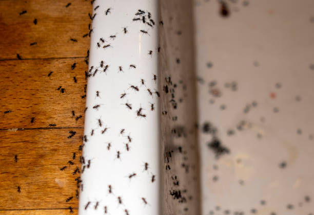 Best Cockroach Control Services  in Old Greenwich, CT