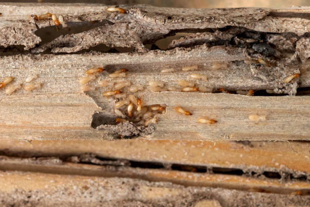 Best Pest Removal Services  in Old Greenwich, CT