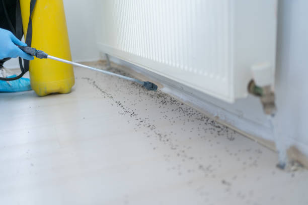 Best Bed Bug Extermination  in Old Greenwich, CT
